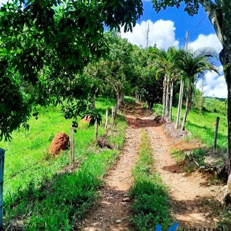 SÍTIO À VENDA – EXCELENTE LOCALIZAÇÃO